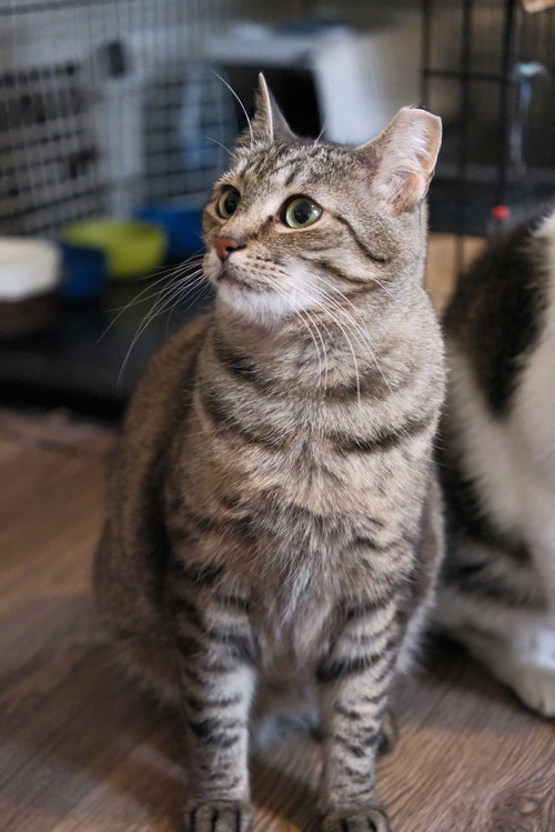 MINDY - SPONSORED BY ALICE - Domestic Short Hair available for adoption