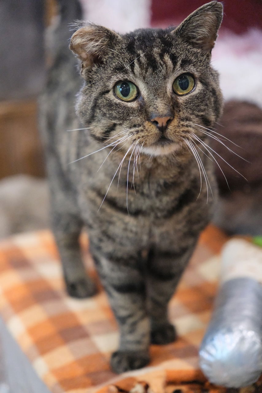 adoptable Cat in Markham, ON named Bobbi