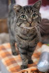 adoptable Cat in , ON named Bobbi