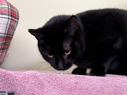 INKY - Domestic Short Hair available for adoption
