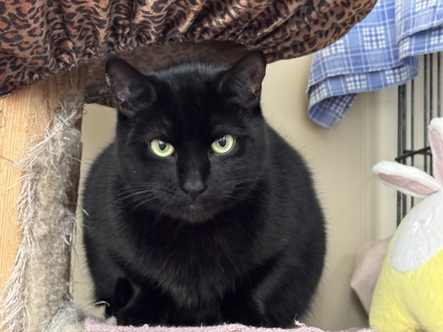 INKY - Domestic Short Hair available for adoption