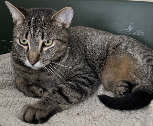 Photo of Jinx