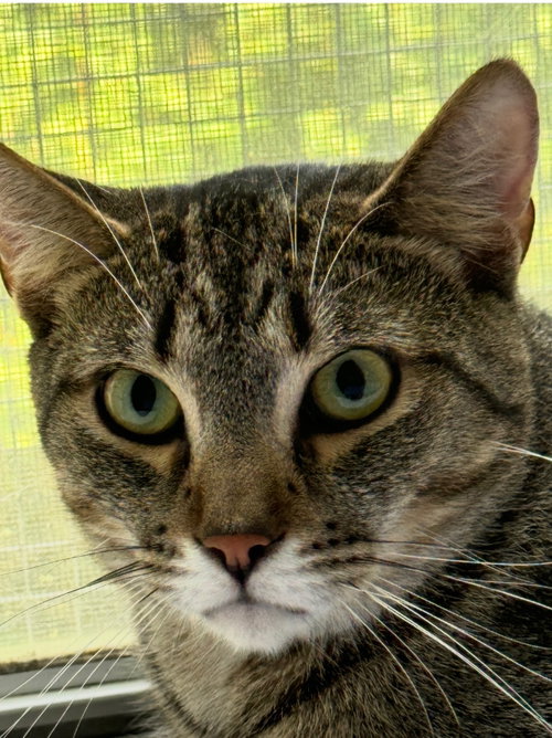 Photo of Jinx
