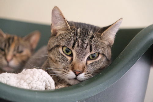 picture of the cat needing adoption