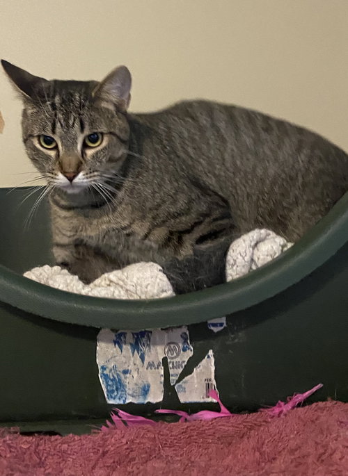 JINX - Domestic Short Hair available for adoption