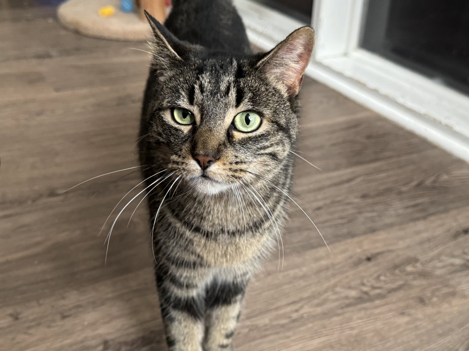 Moxie Image