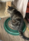 Moxie - Photo 2