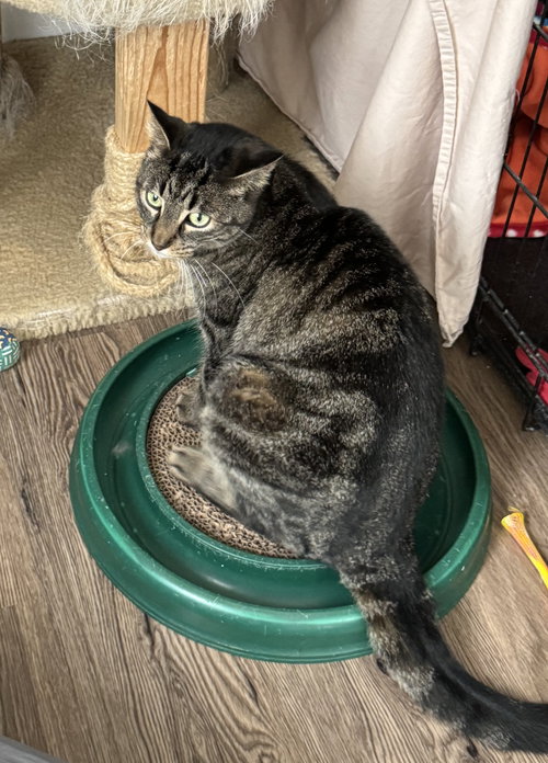 MOXIE - Domestic Short Hair available for adoption
