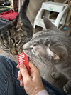 Moxie - Photo 3