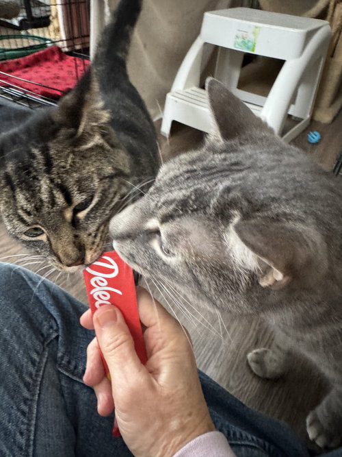 Photo of Moxie