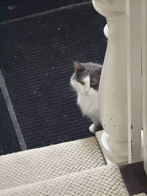 Photo of Pearl - Sponsored by Alison W.
