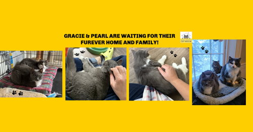 Photo of Pearl - Sponsored by Alison W.