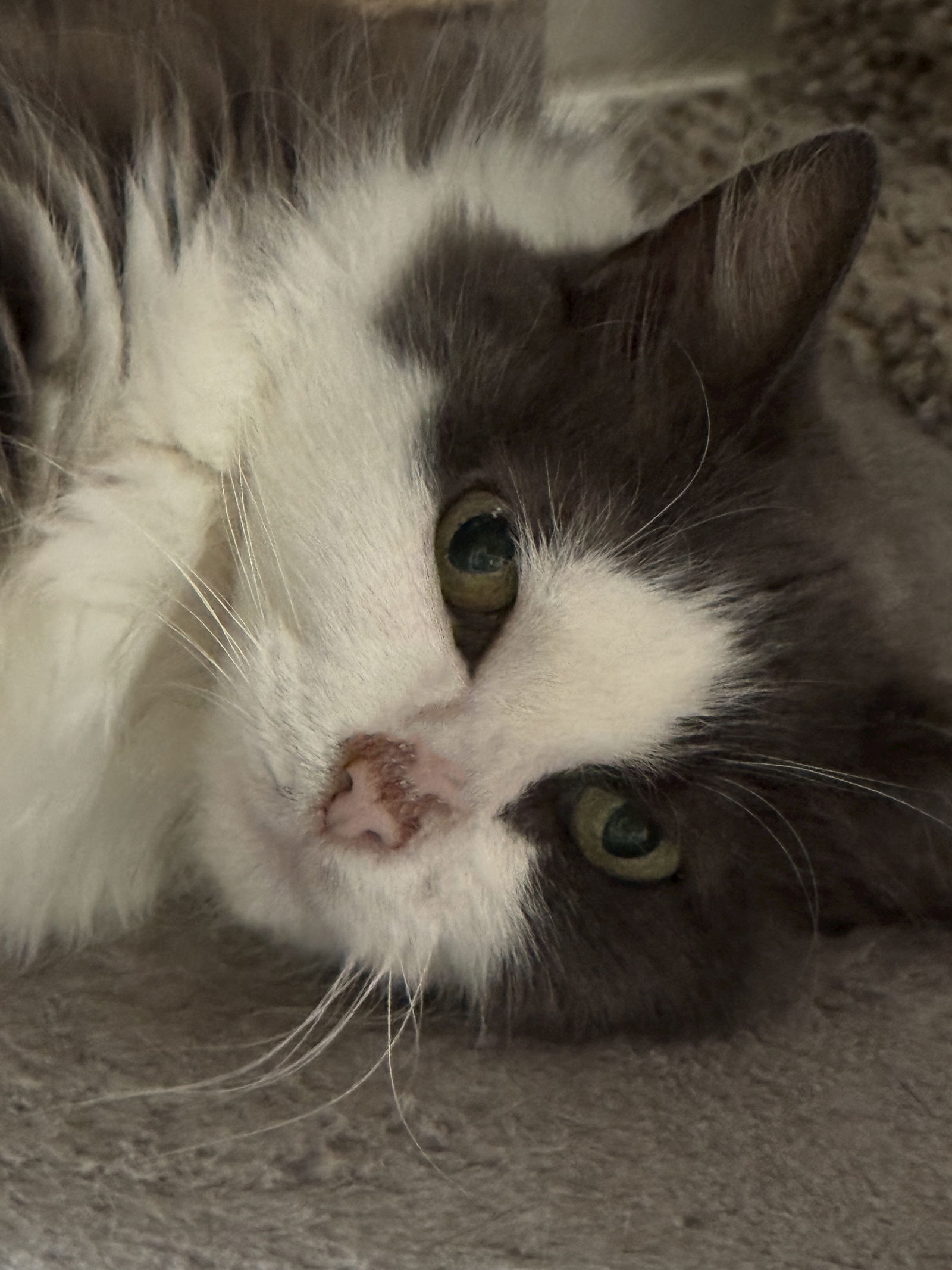 adoptable Cat in Markham, ON named Pearl