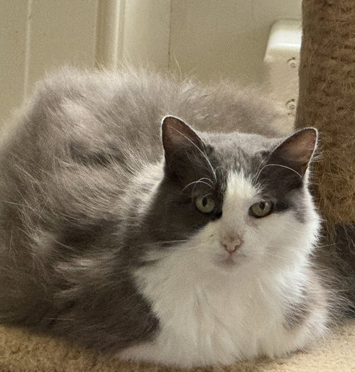 PEARL - SPONSORED BY ALISON W. - Domestic Medium Hair available for adoption