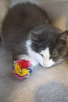 Pearl - Sponsored by Alison W. - Photo 3
