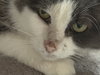 Pearl - Sponsored by Alison W. - Photo 4