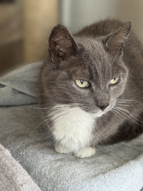 GRACIE - SPONSORED BY ALISON W. - Domestic Short Hair available for adoption
