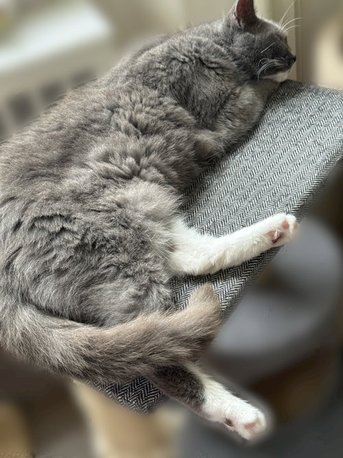 Photo of Gracie - Sponsored by Alison W.