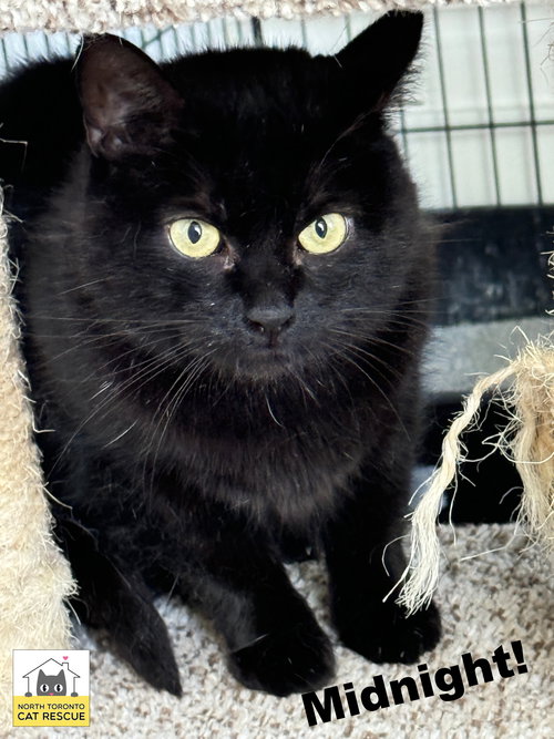 MIDNIGHT - Domestic Short Hair available for adoption