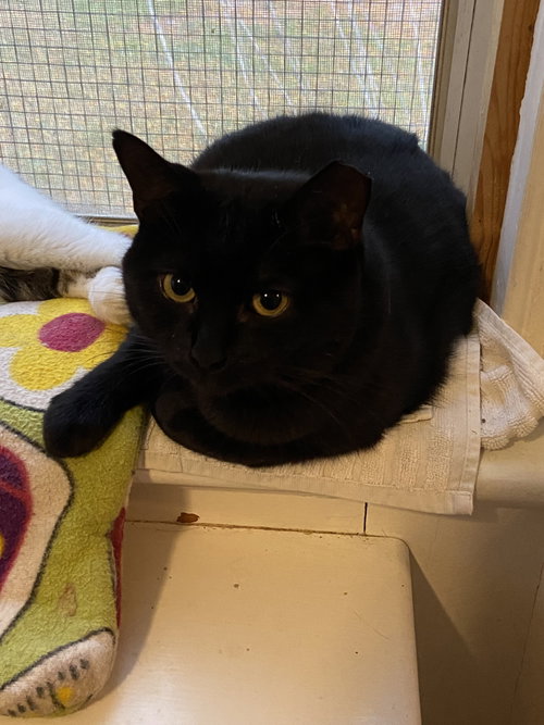 Photo of Midnight