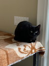 Midnight - Photo 4