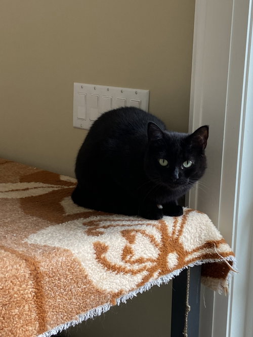 Photo of Midnight