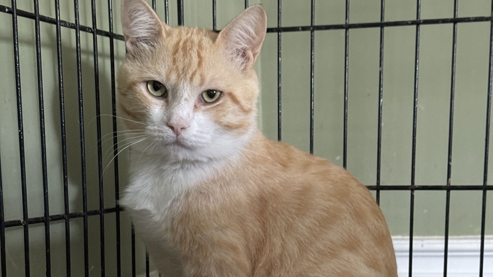 adoptable Cat in Markham, ON named Clancy