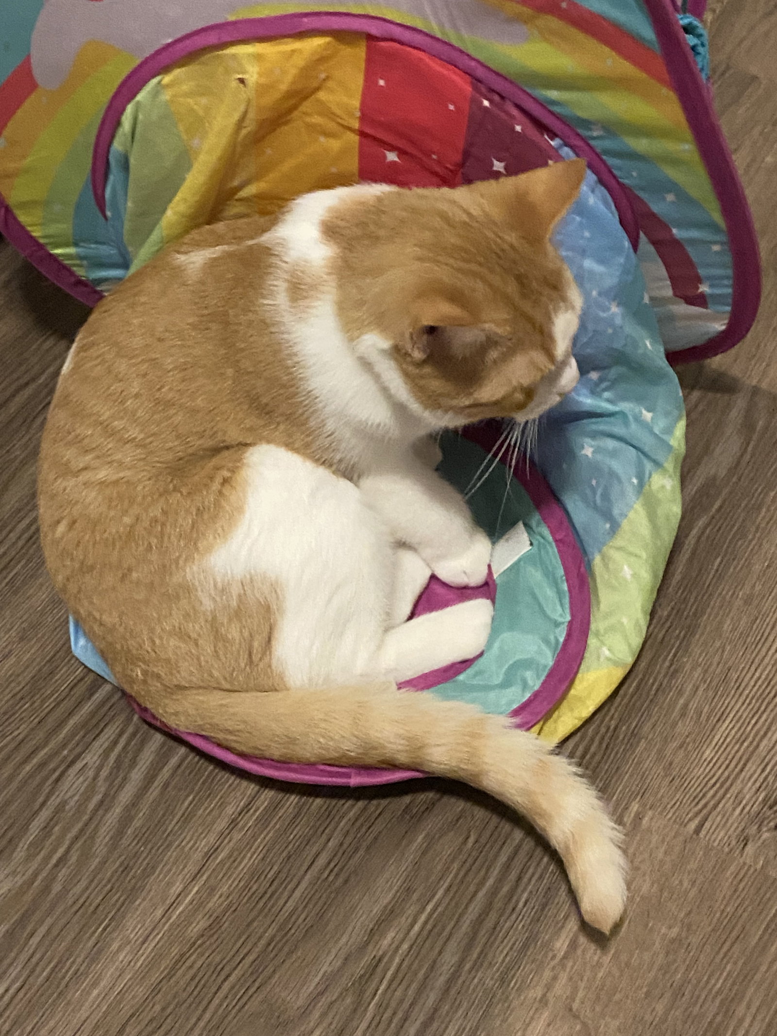 Tucker Image