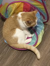 Tucker - Photo 1