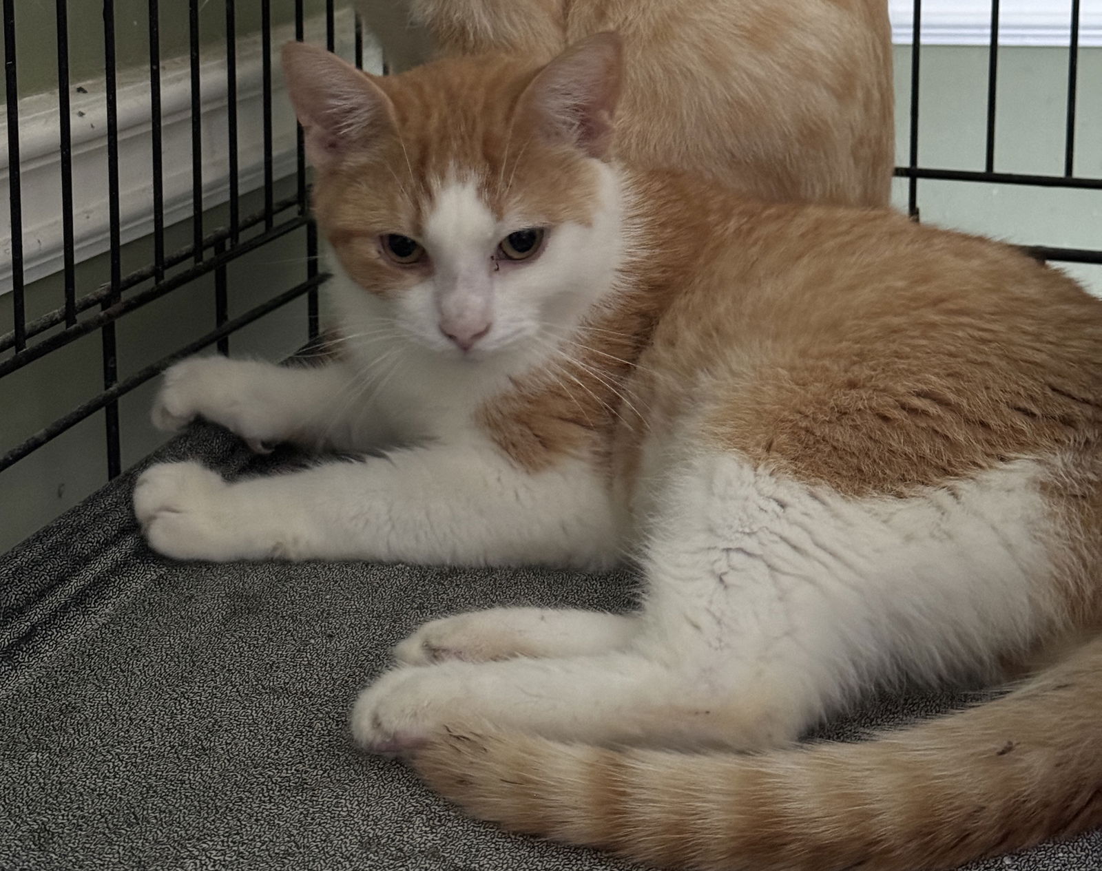 adoptable Cat in Markham, ON named Tucker