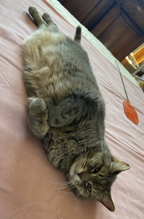 GERTI - SPONSORED BY STEPHENIE Y. - Domestic Short Hair available for adoption