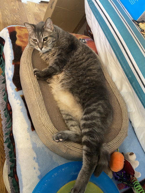 GERTI - SPONSORED BY STEPHENIE Y. - Domestic Short Hair available for adoption