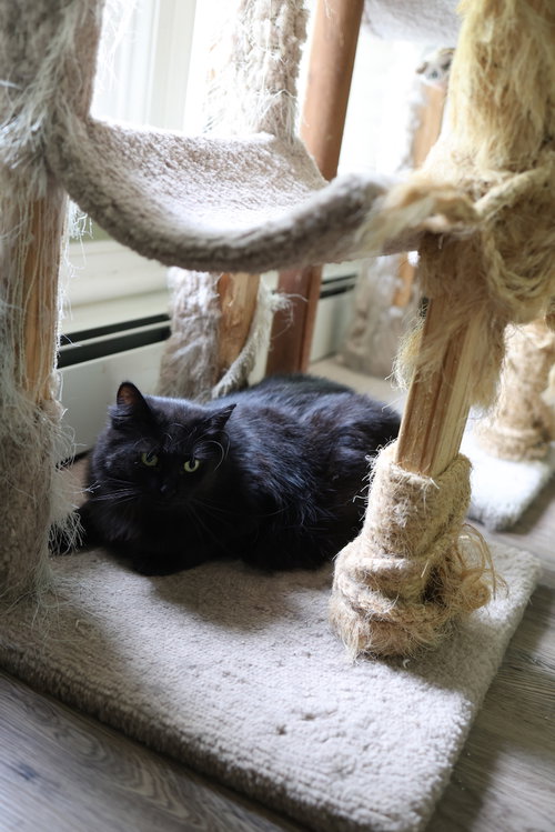 RAVEN - Domestic Short Hair available for adoption