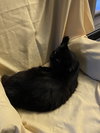 Raven - Photo 3