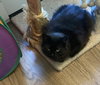 Raven - Photo 4