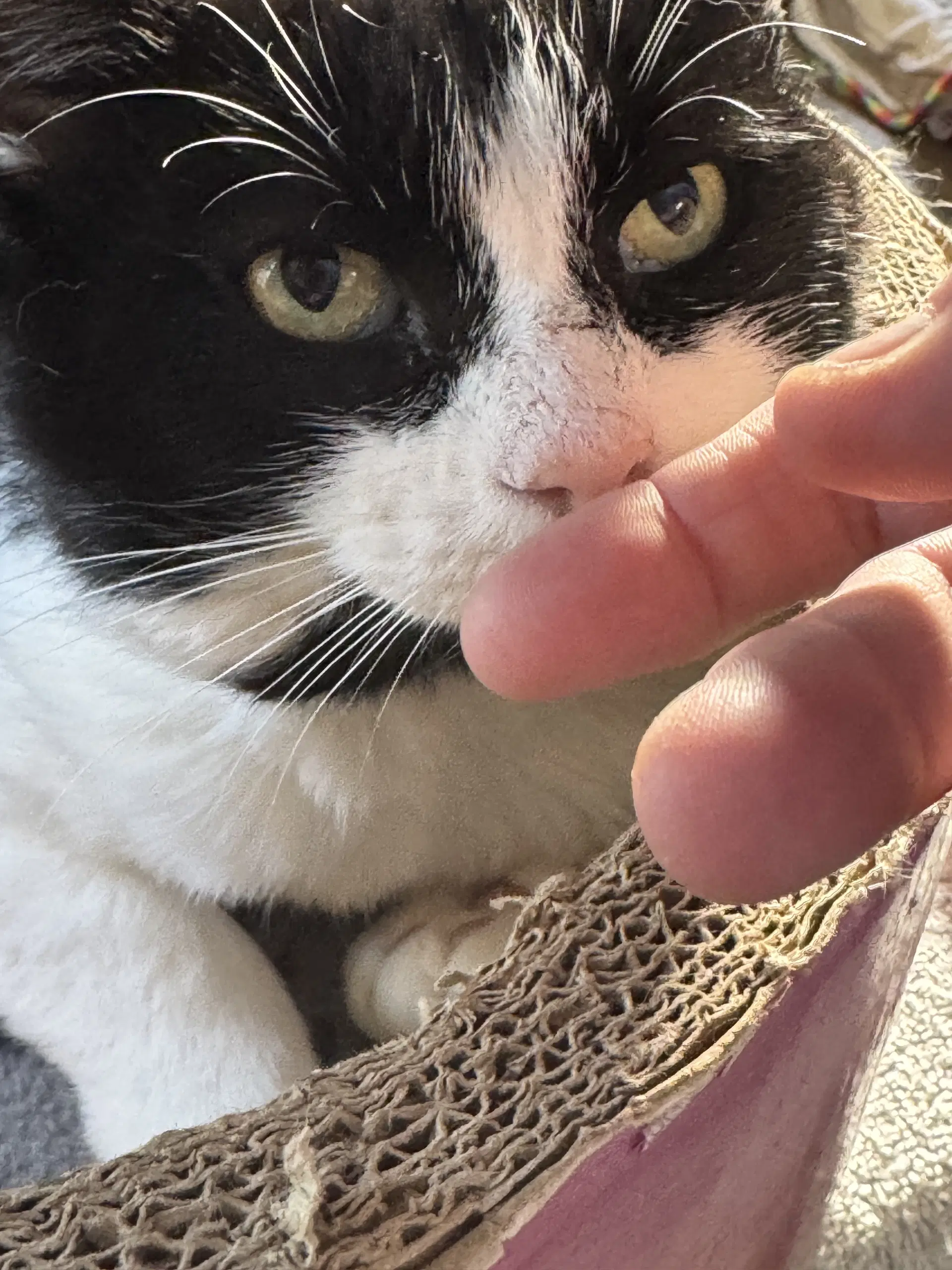 Ronaldo - Domestic Short Hair
