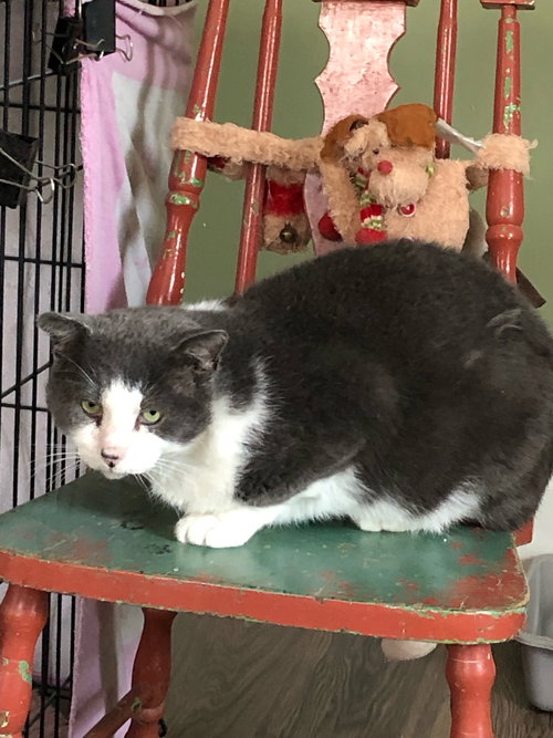 LEO - SPONSORED BY NISA - Domestic Short Hair available for adoption