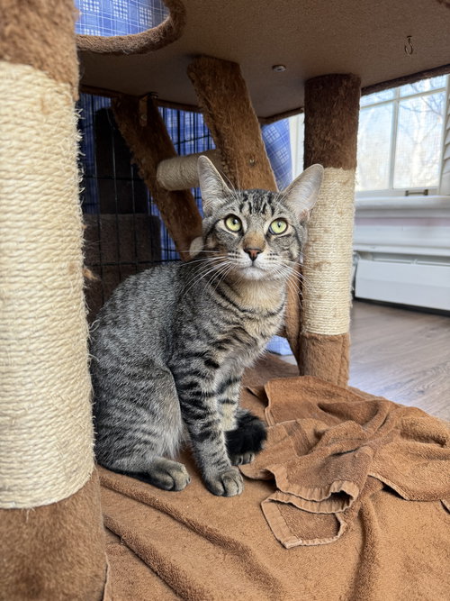 MARTY - Domestic Short Hair available for adoption