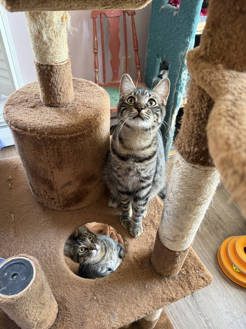 MARTY - Domestic Short Hair available for adoption