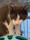 Levi - Sponsored by Katherine D. - Photo 4