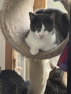 Levi - Sponsored by Katherine D. - Photo 2
