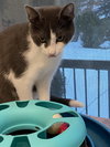 Levi - Sponsored by Katherine D. - Photo 3