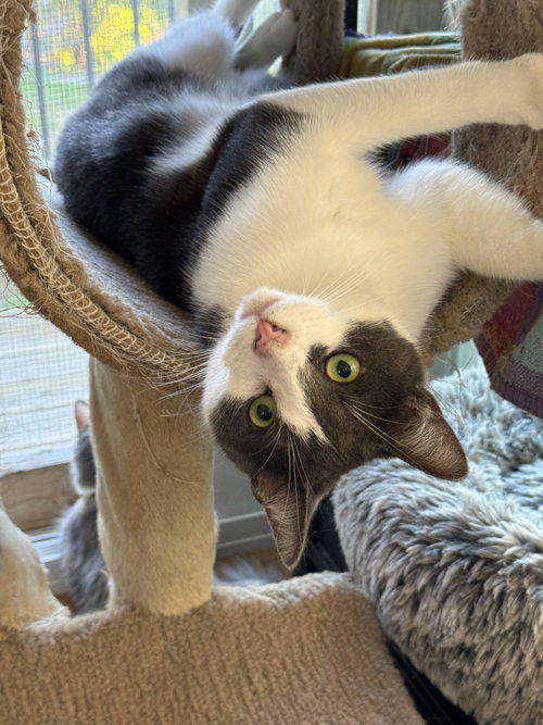 Photo of Levi - Sponsored by Katherine D.& Grant M.