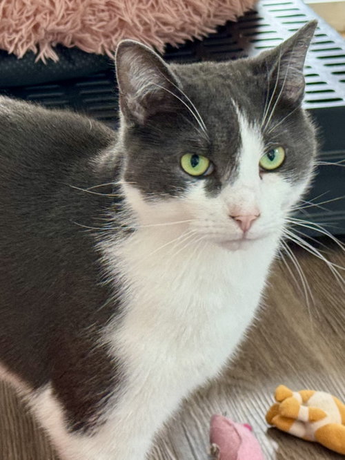 Photo of Levi - Sponsored by Katherine D.& Grant M.