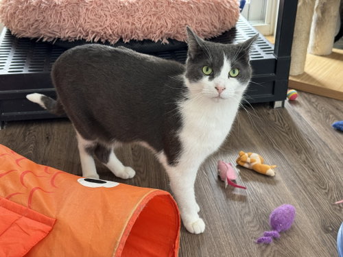 Photo of Levi - Sponsored by Katherine D.& Grant M.