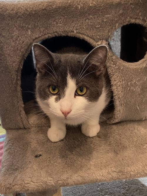MOUSE - SPONSORED BY KATHERINE D. - Domestic Short Hair available for adoption