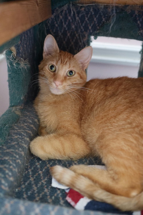 JAKE - Domestic Short Hair available for adoption