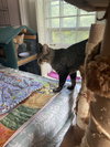 Jake - Photo 3