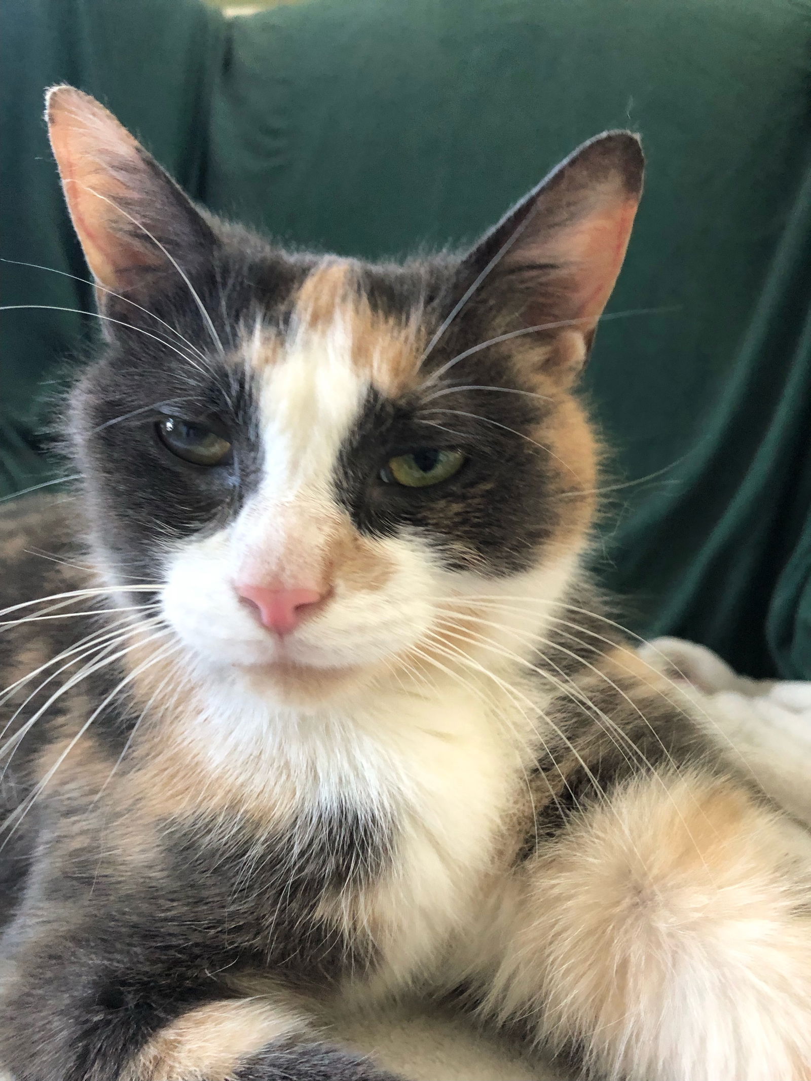 adoptable Cat in Markham, ON named Buttercup