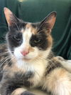 adoptable Cat in  named Buttercup
